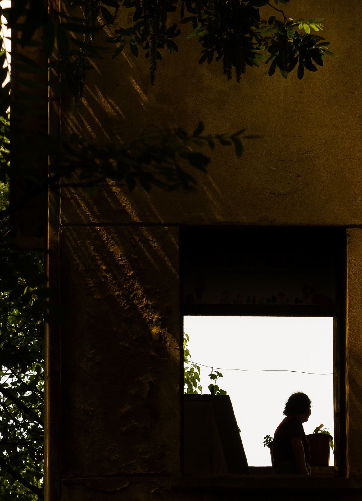 A woman's silhouette framed in a sunlit window, surrounded by cascading vines and potted plants.