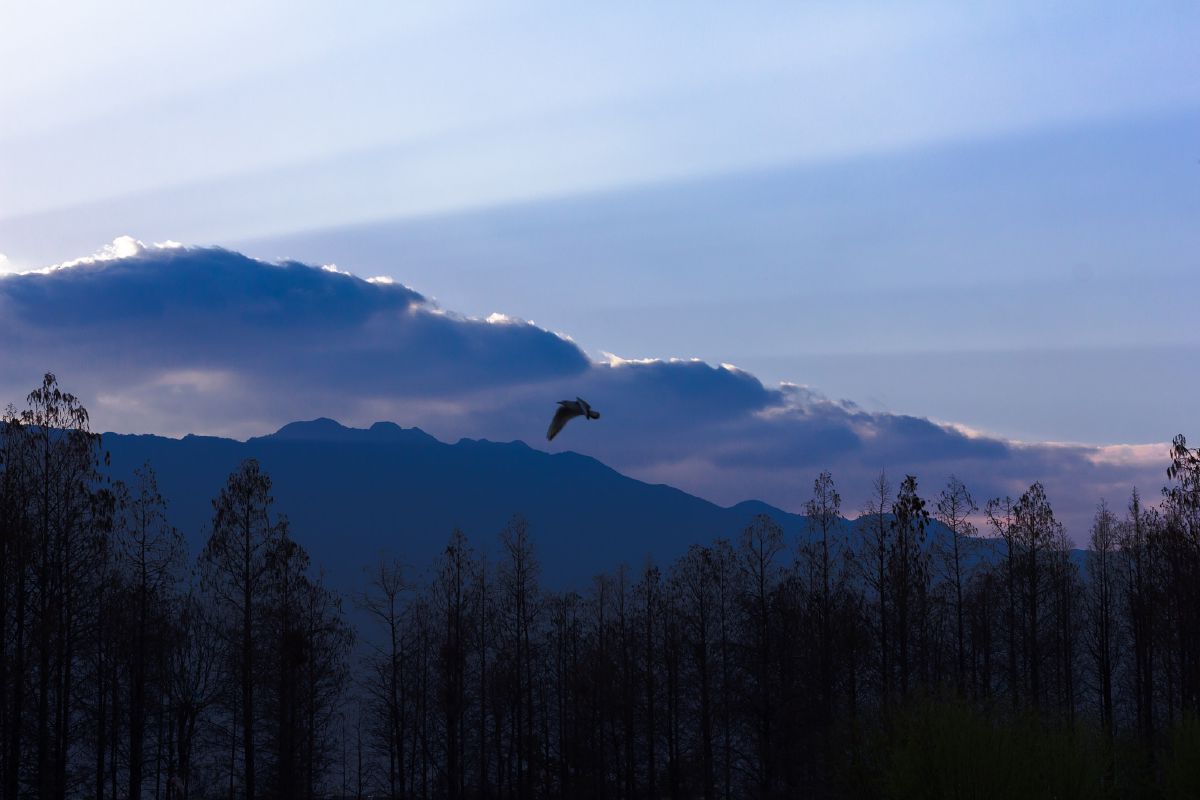 A bird soars above silhouetted trees against layered mountains and dramatic clouds at twilight.