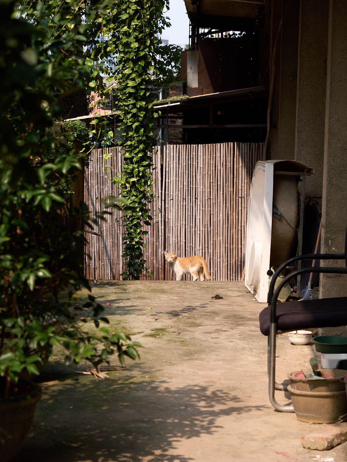 An orange and white cat pauses in a sunlit courtyard framed by lush green vines and bamboo fencing.