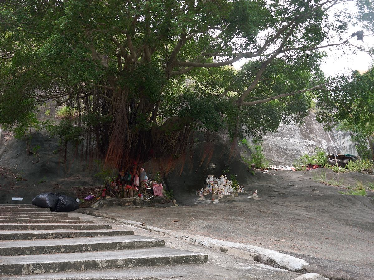 A large banyan tree shades a small hillside shrine with offerings and figurines placed at its base in Hong Kong.