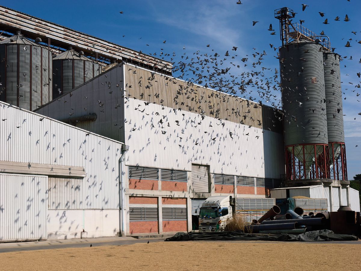 Hundreds of birds fly past a massive grain processing facility with tall metal storage silos.