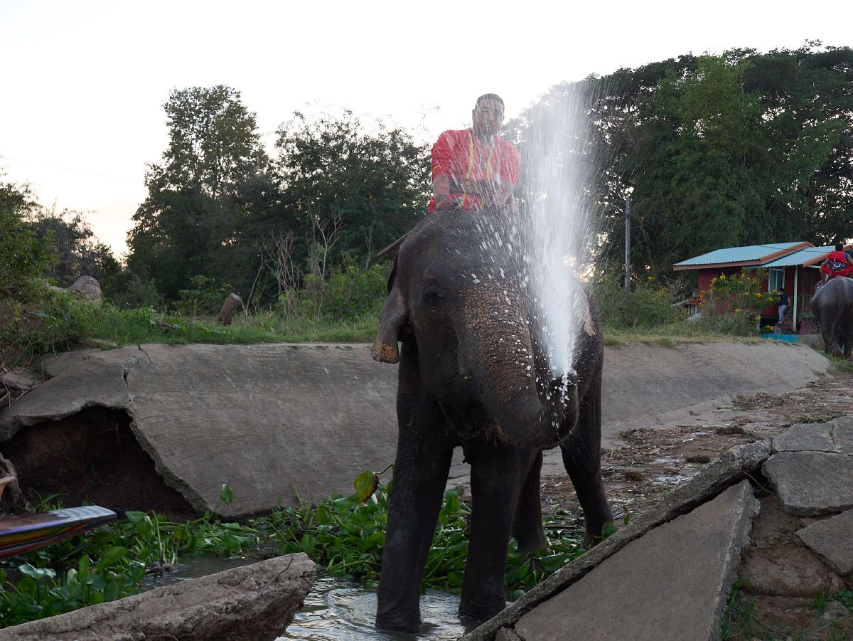 An elephant sprays water from its trunk while standing in a shallow stream near concrete banks.
