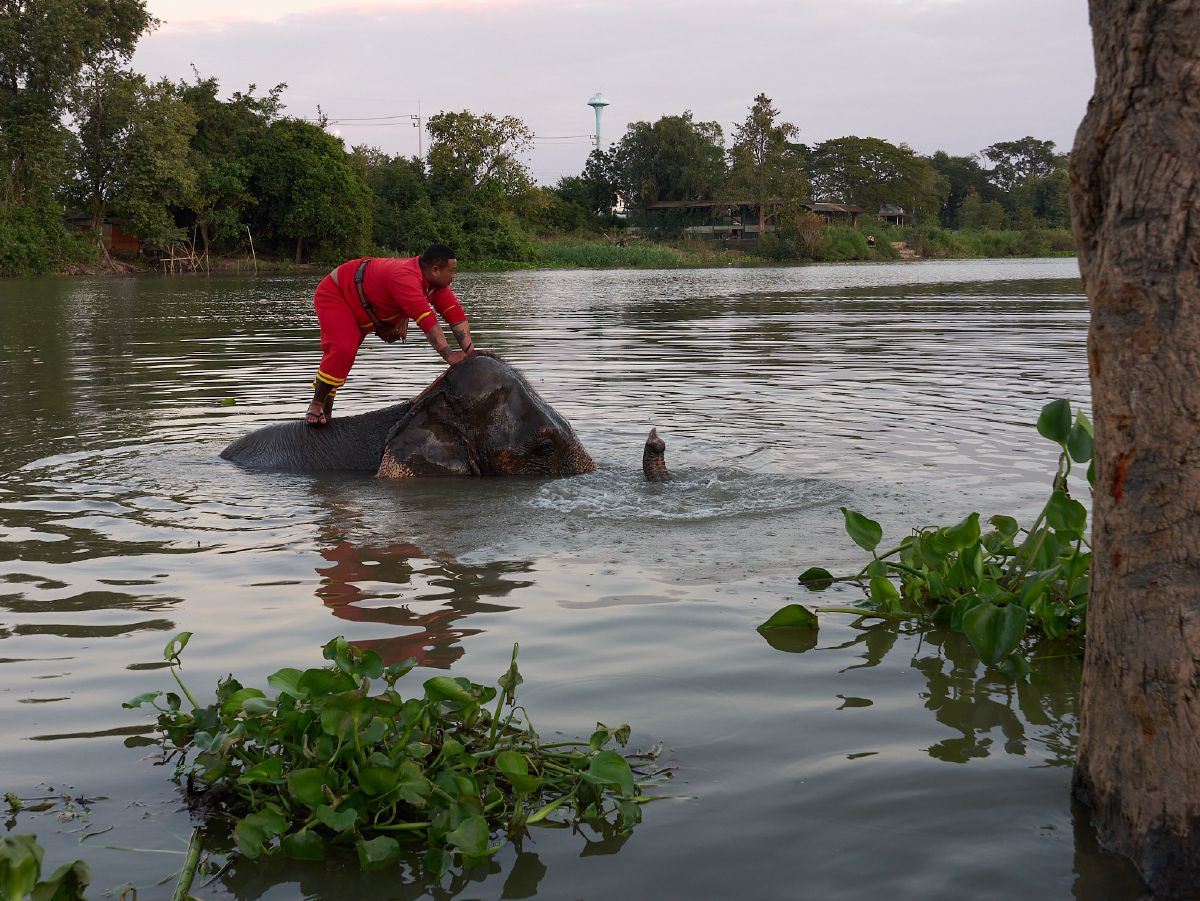A mahout in red clothing stands on an elephant partially submerged in a calm river at dusk.