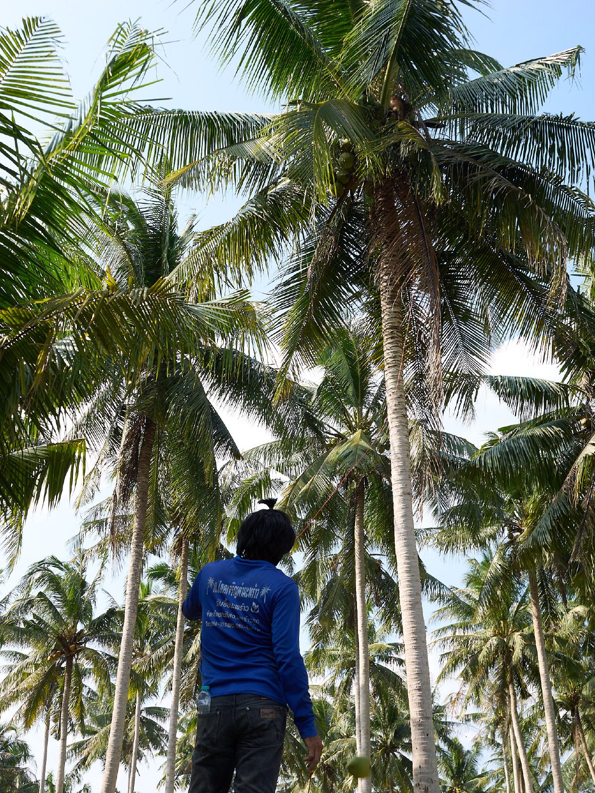 A person stands among tall coconut palms reaching toward the sky in a tropical plantation.