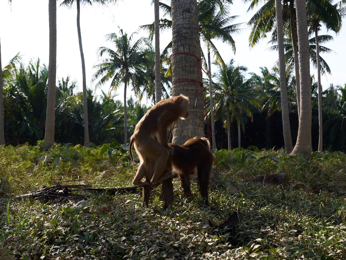 Two monkeys interact near the base of a coconut tree in a palm grove.
