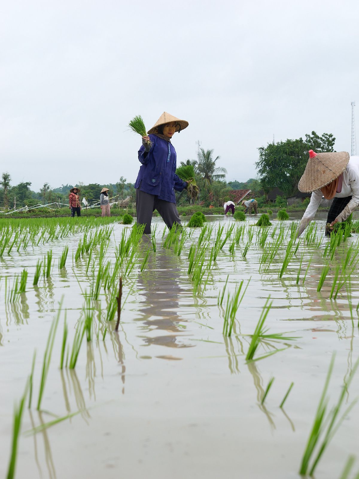 Farmers wade through flooded rice paddies carrying bundles of young green seedlings for planting in Lombok.