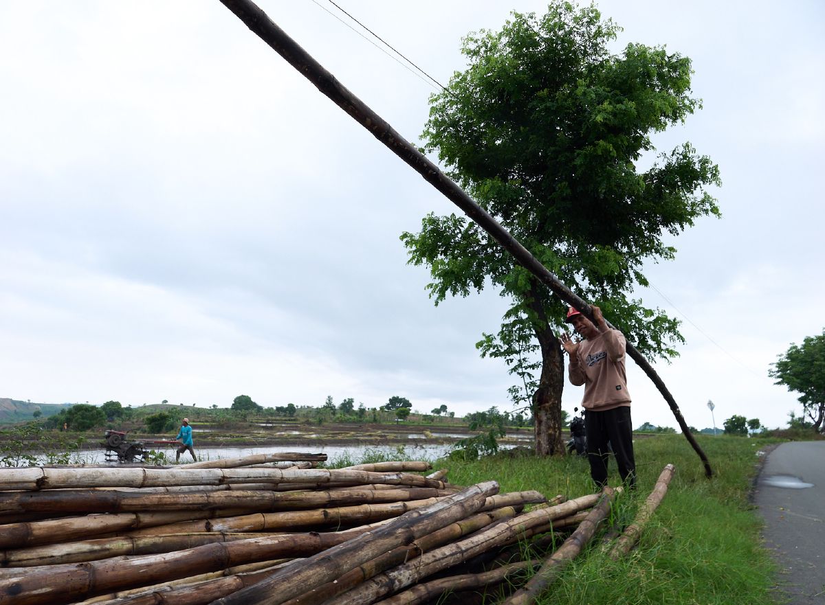 A worker carries a long bamboo pole along a rural roadside with rice paddies stretching into the distance in Lombok.