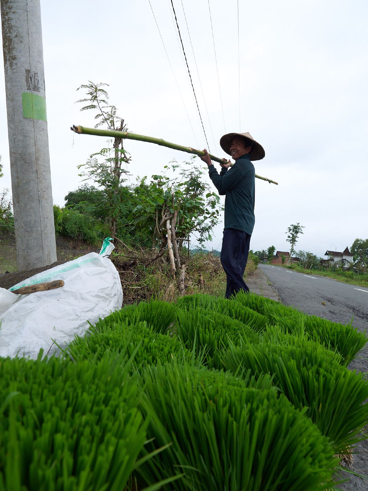A farmer balances a bamboo pole across his shoulders while walking past bundles of rice seedlings along a rural Lombok road.
