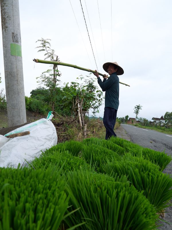 lombok