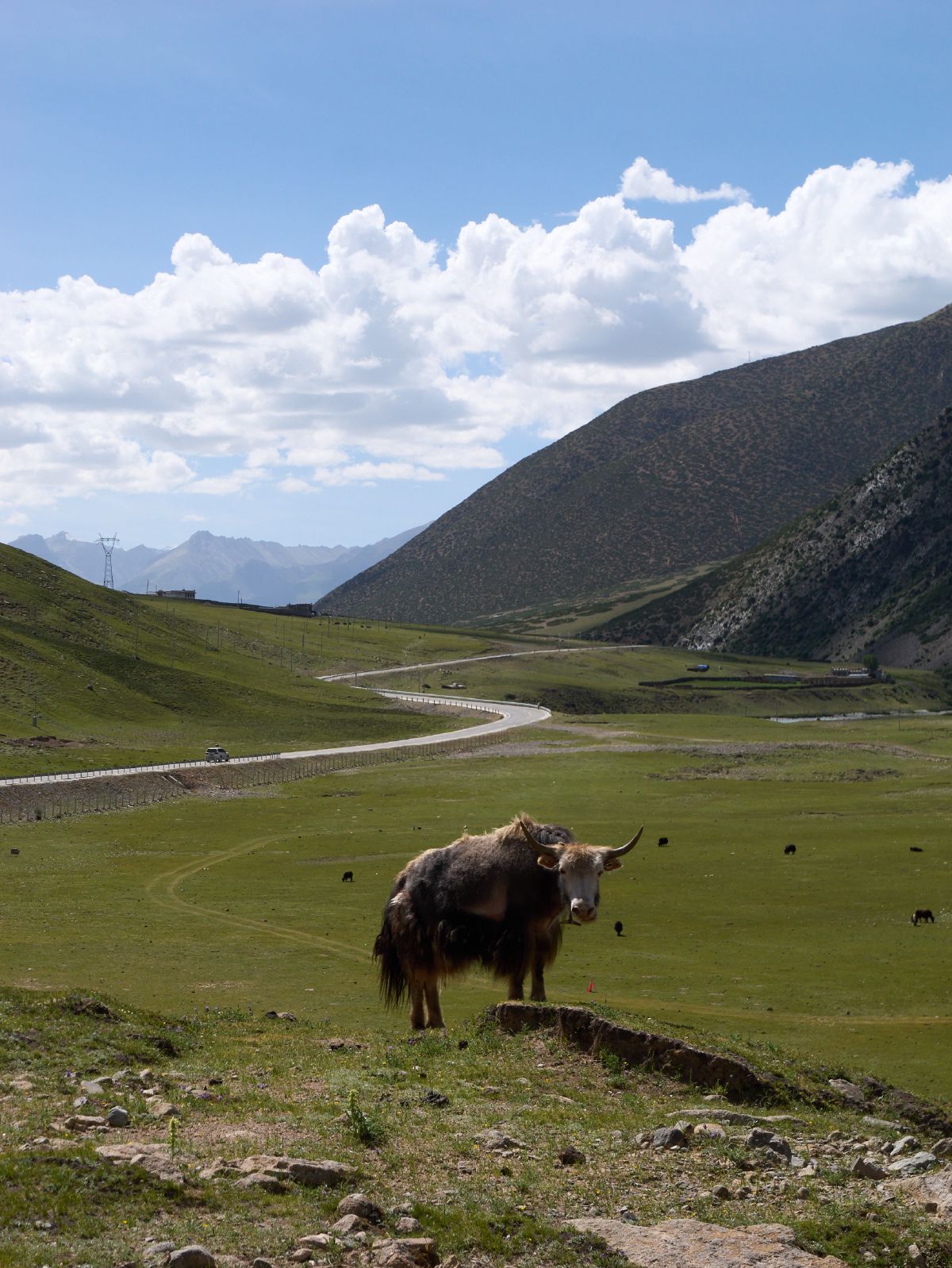 A yak standing on a grassy hillside overlooking a winding road through a verdant valley with distant snow-capped mountains near Lhasa.