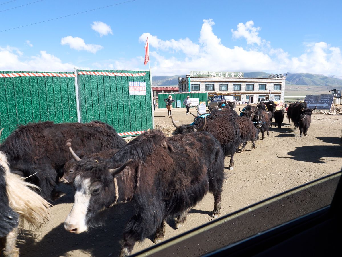 A herd of shaggy black yaks walks along a dusty road beside green construction barriers under a bright blue sky with scattered clouds.