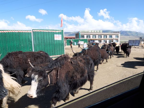 Lhasa